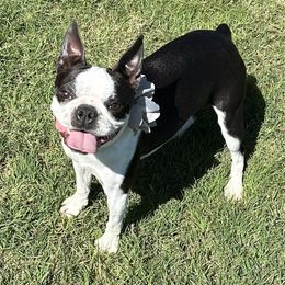 Velvet - Boston Terrier