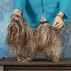 Jackson - Russian Tsvetnaya Bolonka