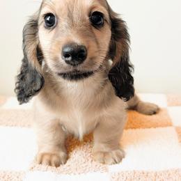 Rocky 3750 - Cream male Dachshund puppy in Sylvania, Alabama from Yancey’s Doxies
