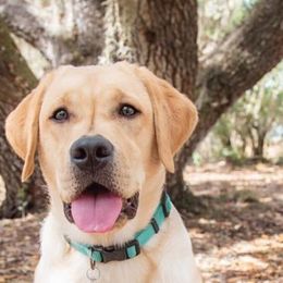 Labrador Retriever All Grown Up from Everlasting Labradors