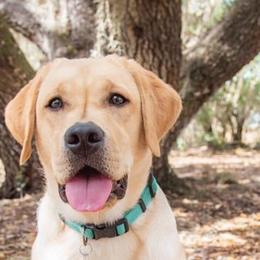 Labrador Retriever All Grown Up from Everlasting Labradors