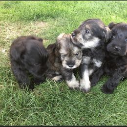 Miniature Schnauzer Puppies from Apples schnauzers
