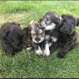 Miniature Schnauzer Puppies from Apples schnauzers