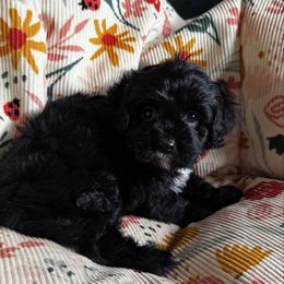 Mollie Mae - Black female Cavapoo puppy in Richards, Missouri from TMJ Dachshunds & More