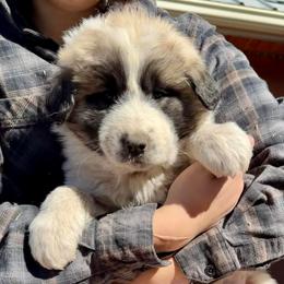 Velma- purple - Badger female Colorado Mountain Dog puppy in Cotopaxi, Colorado from Once Upon A Moose (OUM)