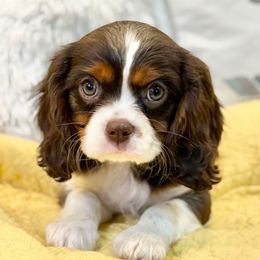Chip - Chocolate male Cavalier King Charles Spaniel puppy in Draper, Utah from Cavachon Love Chocolate Cavaliers, Cavaliers, Cavachon’s, Cavapoos