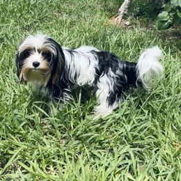 Lacey - Yorkshire Terrier