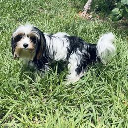 Lacey - Yorkshire Terrier