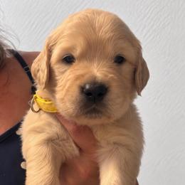 3rd pick girl - Golden female Golden Retriever puppy in Fresno, California from Warwick’s Central California Goldens