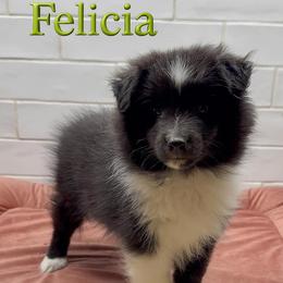 Felicia - Black and white female Shetland Sheepdog puppy in Zephyrhills, Florida from Highland Shelties & Aussies