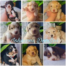 Aussiedoodle, Bernedoodle, and Goldendoodle Puppies from Johnson's Doodles