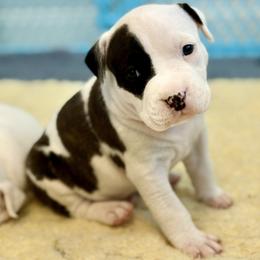 Evans - White male American Staffordshire Terrier puppy in Clearwater, Florida from Whit's End Kennel