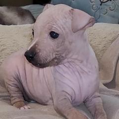 American Hairless Terriers from Wesley's American Hairless Terriers