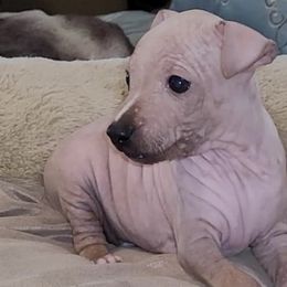 American Hairless Terriers from Wesley's American Hairless Terriers