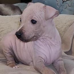 American Hairless Terriers from Wesley's American Hairless Terriers
