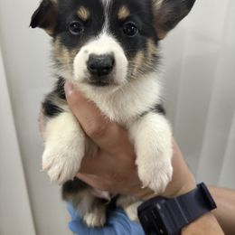 Dasher - Black and tan male Pembroke Welsh Corgi puppy in Loma Linda, California from Osorio’s Corgis