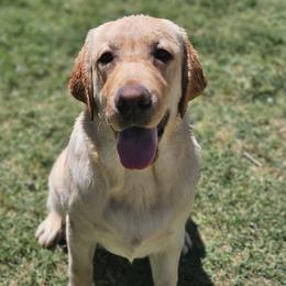 Labrador Retriever puppies from Lone Desert Labradors
