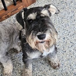 Beau - Miniature Schnauzer
