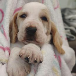 Charlotte - Lemon and white female Basset Hound puppy in Newton Grove, North Carolina from MGA Basset Hound