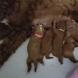 Australian Labradoodle Puppies from Lindsey's Loving Labradoodles