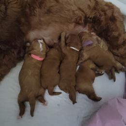 Australian Labradoodle Puppies from Lindsey's Loving Labradoodles