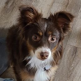 Rayden - Toy Australian Shepherd