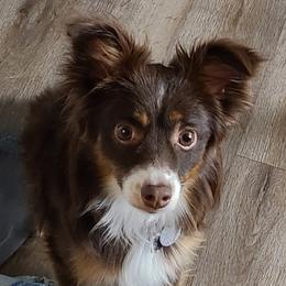 Rayden - Toy Australian Shepherd