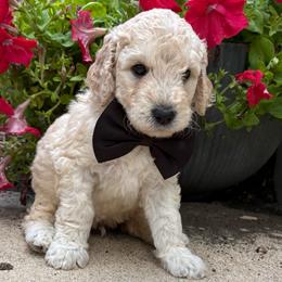 Dean - Apricot male Goldendoodle puppy in Camden, North Carolina from Oopsie Doodles of NC