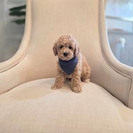 Kipp - Apricot male Poodle puppy in Leander, Texas from Doodle Doula