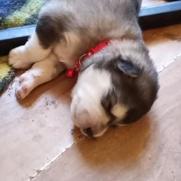 Alaskan Malamute Puppies from River Bend Malamutes