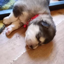 Alaskan Malamute Puppies from River Bend Malamutes