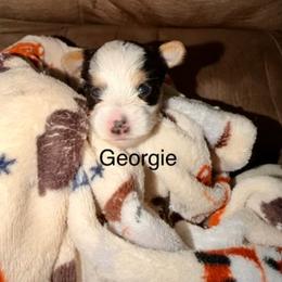 Georgie - Parti male Yorkshire Terrier puppy in Clarksburg, Indiana from Hidden Gems Parti Yorkies