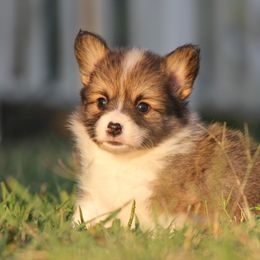 American Corgi, French Bulldog, and Pembroke Welsh Corgi Puppies from Moonstone Corgis & Frenchies