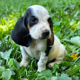 Squirtle - Black tan and white male Basset Hound puppy in Lebanon, Ohio from Golden Acres D & B