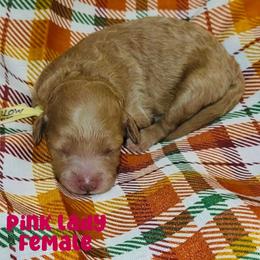 Pink Lady - Red  female Goldendoodle puppy in Beecher, Illinois from Erica’s Doodles