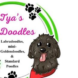 Labradoodles and Poodles from Tya’s Doodles