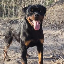 Tank - Rottweiler