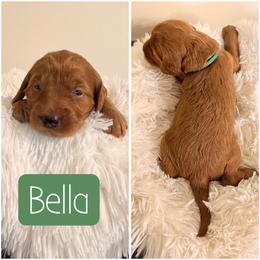 Bella - Red  female Goldendoodle puppy in Valdosta, Georgia from Designer Doodles of South GA