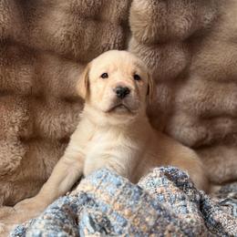 Wade - Yellow male Labrador Retriever puppy in Sweet Home, Oregon from Knotty Creek Labradors
