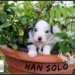 Han Solo - Blue merle male Miniature Australian Shepherd puppy in Madisonville, Texas from Flying LL Aussies