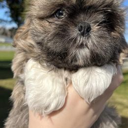 Shih Tzus from Freedom Farms Shih Tzu