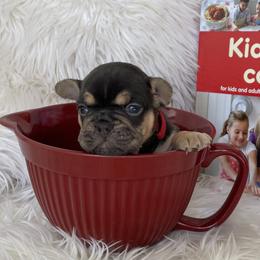 French Bulldog Puppies from Dunromin Farm