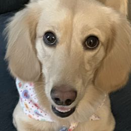 Dachshunds from Reed's Radiant Dogs