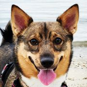 Swedish Vallhunds from Castle Gnome Swedish Vallhunds