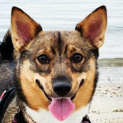 Swedish Vallhunds from Castle Gnome Swedish Vallhunds