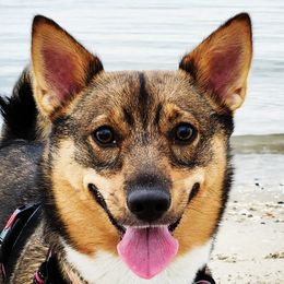 Swedish Vallhunds from Castle Gnome Swedish Vallhunds