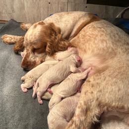 Cockapoo puppies from Colorado Cockapoos