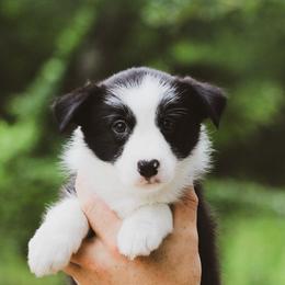 Sally - Black female Border Collie puppy in Dallas, Texas from Effervescent Border Collies