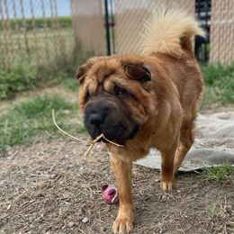 Fred - Chinese Shar-Pei