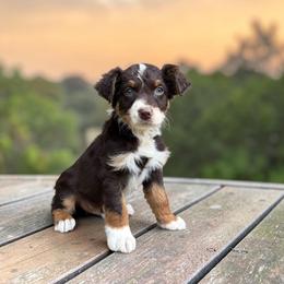 Everett - Red tri-color male Australian Shepherd puppy in Statesville, North Carolina from Charming Australian Shepherds